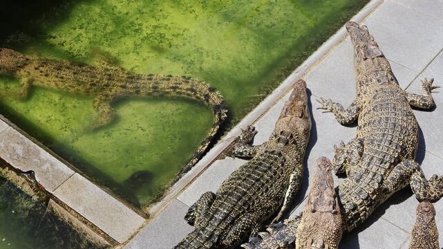 ​A top-down panning shot of several crocodiles basking together on a tiled floor at a conservation center during a sunny day, highlighting their patterned leathery skin and scaly bodies.