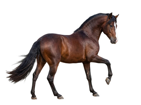 Powerful bay horse with a striking white blaze performing a high-stepping walk.