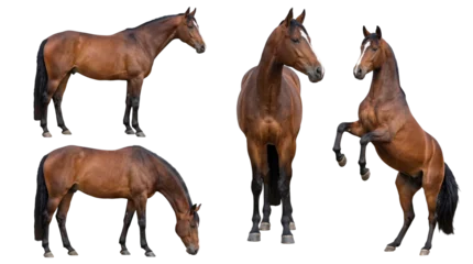 Regal collection of dark brown horses displaying various actions isolated on a transparent background. © Julie