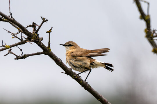 a northern wheatear (oenanthe oenanthe) perched on a thin, dark branch of a dormant tree, showcasing its characteristic plumage and alert posture against a soft, overcast background.