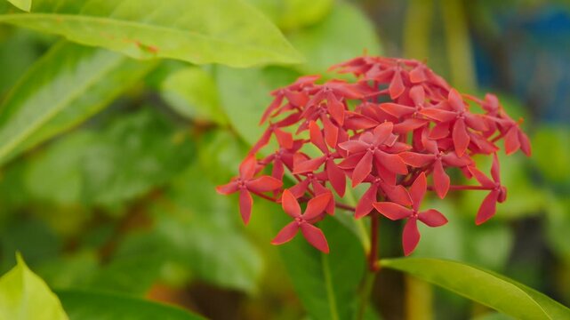 Vibrant ixora coccinea close-up with lush green foliage gently swaying in tropical breeze