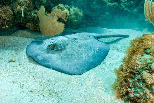 Honduras, Utila, Caribbean Whiptail Stingray (Styracura schmardae)
