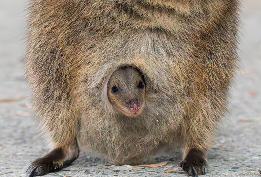 Quokka Joey Peering from Mother's Pouch &mdash; Rottnest Island, Western Australia