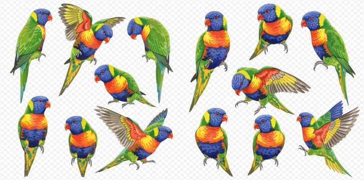 Set of colorful rainbow lorikeet parrots in various poses, isolated on transparent background.