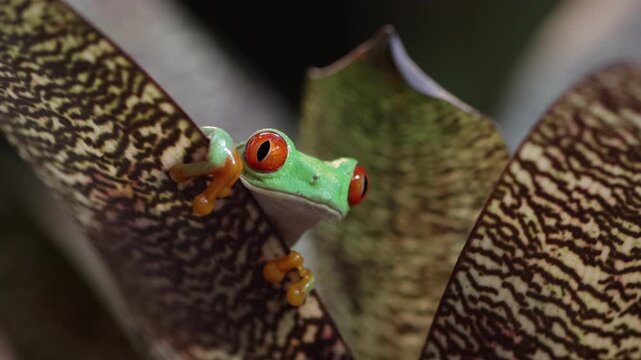 Footage Red-eyed tree frog climbing on leaves, Red-eyed tree frog (Agalychnis callidryas) closeup on leaves, Green tree frog footage