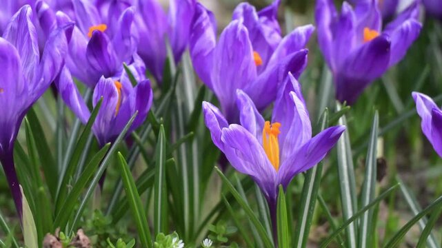Purple crocus flowers blooming on sunny spring flower bed, orange stigmas visible