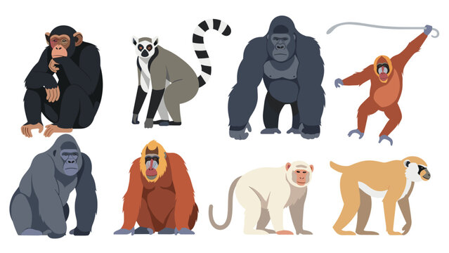 Set of diverse primate species including gorillas, a chimpanzee, orangutan, lemur, and various monkeys in a realistic flat illustration style.