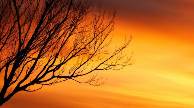 A silhouette of bare tree branches against a vibrant orange and yellow sunset sky. Calm and serene