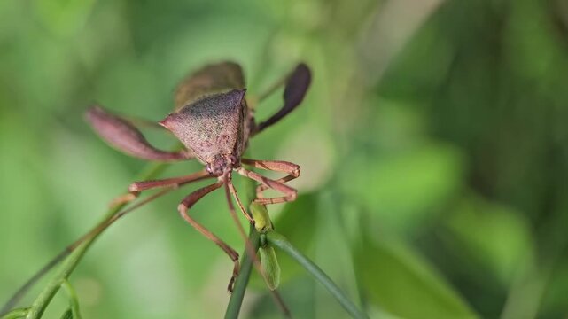 Macro Close Up of Leaf Footed Bug Facing Camera and Moving Forward on Green Plant with Shallow Depth of Field