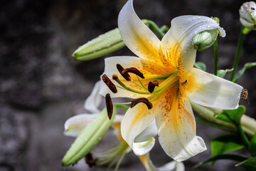 Gelbe Lilie im Garten – Lilium Blüte in Nahaufnahme © Manuel
