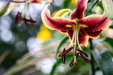 Türkenbund-Lilie im Garten – Lilium martagon in Nahaufnahme © Manuel