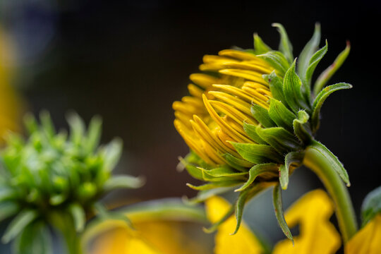 Gelbe Bl&uuml;tenknospe im Garten &ndash; Nahaufnahme