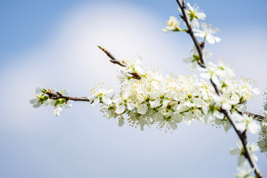 Kirschbl&uuml;ten im Fr&uuml;hling &ndash; Bl&uuml;hender Zweig mit wei&szlig;er Bl&uuml;te im Harz