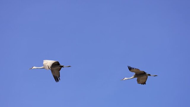 Sandhill cranes flying through the blue sky in slow motion over Utah.