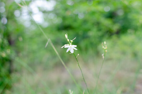 Natural background, a flower grows in a field on a sunny spring day, framed by green grass.