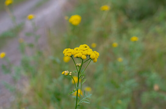 Natural background of yellow flowers in the afternoon in a lush landscape with green grass and a blurred background