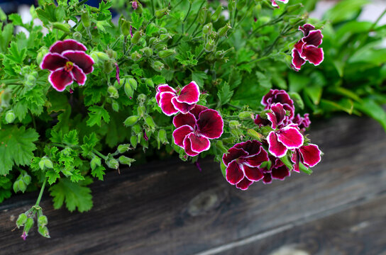 Brightly colored flowers bloom in a garden box during springtime in a residential area