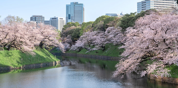 千鳥ヶ淵　桜