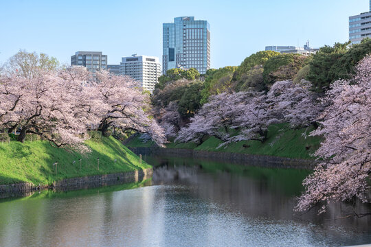 千鳥ヶ淵　桜