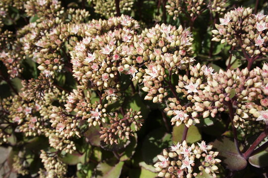 Colorful summer flowerbed filled with Pink and cream Hylotelephium Matrona or Sedum telephium Matrona in the flower garden.orpine, stonecrop.Flower background