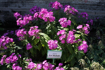 pink blooming Phlox paniculata Le Mahdi in the summer flower garden. Nature background © Helen Pitt