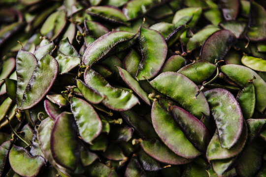 Hyacinth bean (Lablab purpureus), a legume native to Africa and cultivated throughout the tropics for food