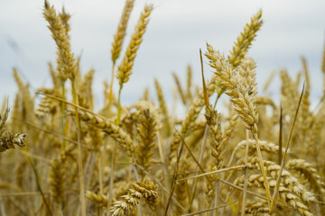 Fototapeta premium Wheat stalks in a field, fertility, farming plantation, bread wheat, copy space