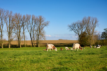 Fototapeta premium Cows graze peacefully in a sunny green pasture on a clear day, with bare trees and a dry field under a blue sky, depicting tranquil rural life and agriculture.