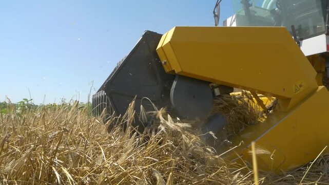 Low angle close up of combine harvester processing grain and straw during harvest, agricultural machinery in action on field with flying chaff