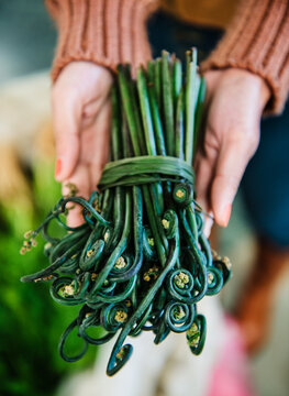 Hands holding fiddlehead ferns, the young, coiled shoots of a fern plant at the farmers market