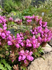 Fototapeta premium Pink Blooming prunella grandiflora or large-flowered selfheal in a rocky garden.ornamental plant in the Lamiaceae family.Flower background