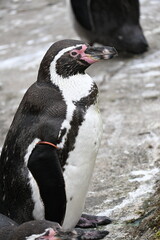 Humboldt penguin portrait with black and white feathers in natural habitat  - Wildlife Animals in Zoo enjyoing sunbath relaxation peaceful close up portraits soft background bokeh © Stephan