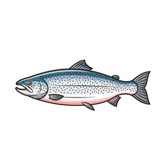 Obraz premium Detailed illustration of a vibrant salmon fish isolated on white background.