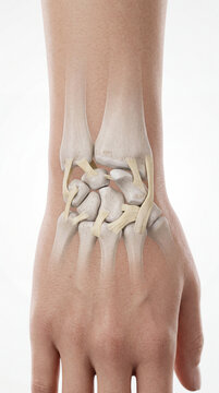 Artistic revelation of wrist anatomy showcasing intricate bones and resilient ligaments cradled within the forearm and hand structure