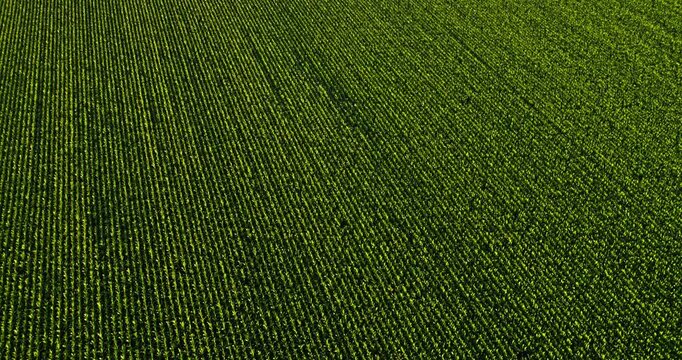 Aerial view of green agricultural cornfield