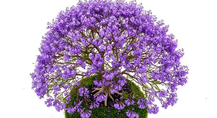 Obraz premium Isolated purple flowering Jacaranda tree, bonsai style, on a mossy mound, against white background