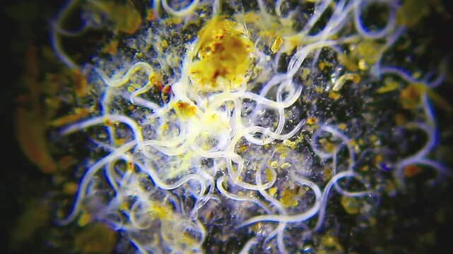 Cluster of intertwined nematodes concentrated in center under 40x darkfield microscopy. 4K scientific microscopy footage.