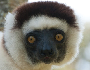 Close up of white lemur sifaka in the Nahampoana reserve  © Stefano 