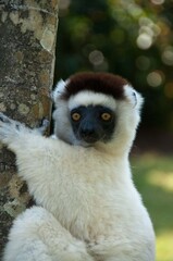 Fototapeta premium Close up of white lemur sifaka in the Nahampoana reserve 