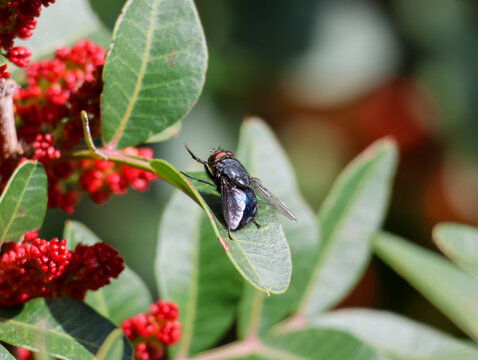 A close-up macro photograph of a metallic blue bottle fly resting on a green leaf of a Mastic tree (Pistacia lentiscus).