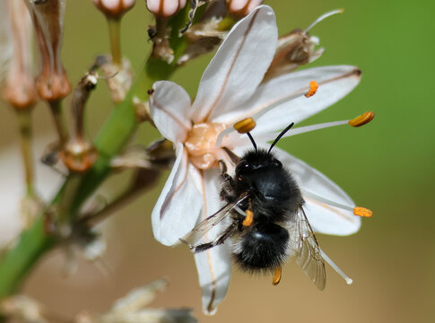 A close-up macro photograph of an Ashy Mining Bee (Andrena cineraria) visiting the flower of an Asphodelus.