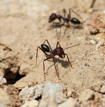 Macro shot of a Saharan desert ant (Cataglyphis nodus) showing its powerful mandibles on sandy ground.