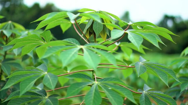 Closeup of vibrant green cassava plant leaves in a field.