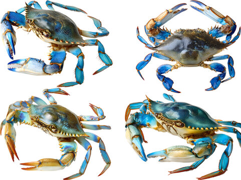 
Blue crab Callinectes sapidus isolated on white background showcasing fresh seafood detail and natural marine crustacean beauty

