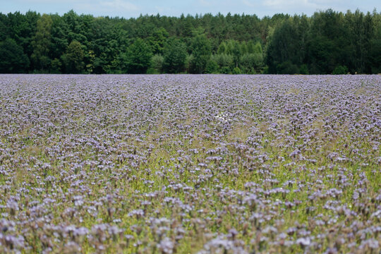 Purple phacelia flowers on the plantation