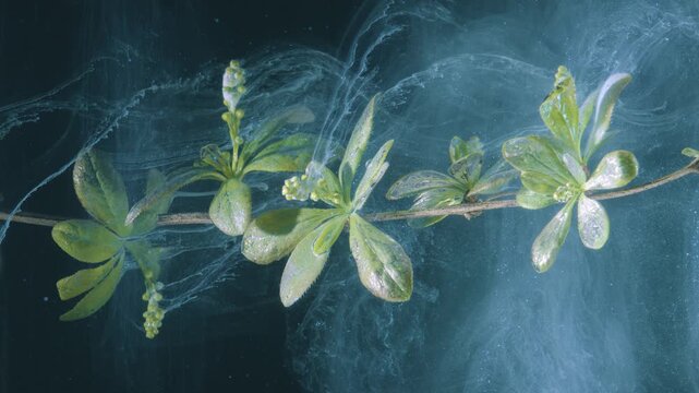 Underwater branch leaves cinematic flow, long horizontal stem with glossy foliage and tiny buds swept by translucent teal ink currents, highspeed