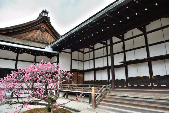 京都御所　御常御殿と御三間の間　庭園に咲く紅梅(京都市上京区)