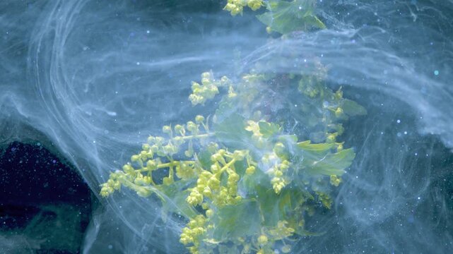 Catkin branch drifting in milky current slow motion botanical study showing tiny yellow florets and pollen trails, cinematic lab research aesthetic