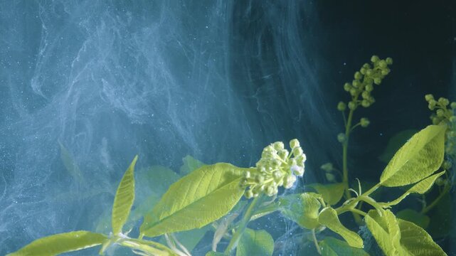Delicate leaves and buds in tranquil water movement. Magnified depiction of plant stems and textured foliage moving gently in calm water