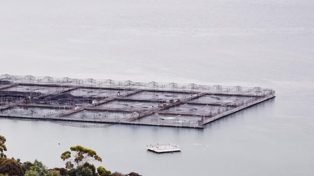 Aqua fish farm on River Tamar in Tasmania &ndash; aerial view over net protected pods on water.